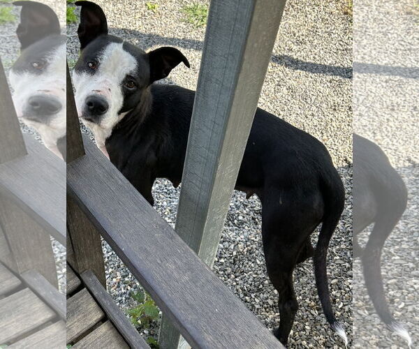 Medium Photo #13 American Pit Bull Terrier-Labrador Retriever Mix Puppy For Sale in Rockaway, NJ, USA