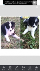 Australian Shepherd Puppy for sale in Beebe, AR, USA