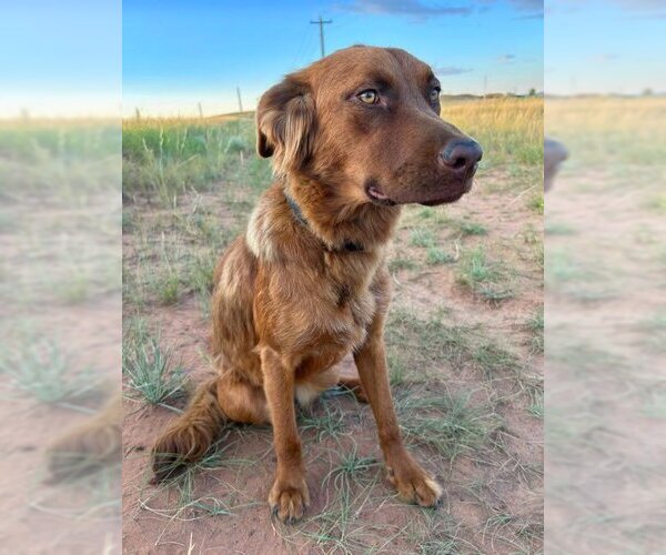 Medium Photo #35 Golden Shepherd Puppy For Sale in Laramie, WY, USA