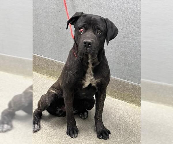 Medium Photo #1 Mutt Puppy For Sale in Las Vegas, NV, USA