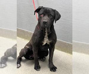 Mutt Dogs for adoption in Las Vegas, NV, USA