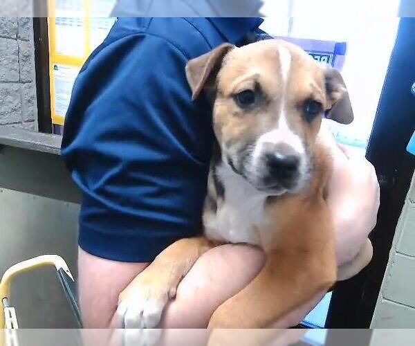 Medium Photo #1 Mutt Puppy For Sale in Tulsa, OK, USA