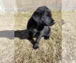 Puppy Ebony Golden Shepherd