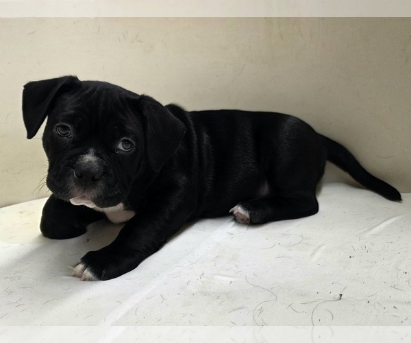 Medium Photo #3 American Bully Puppy For Sale in PADUCAH, KY, USA