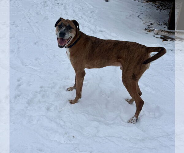 Medium Photo #5 German Shepherd Dog-Great Dane Mix Puppy For Sale in Princeton, MN, USA
