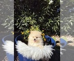 Puppy Messi Pomeranian