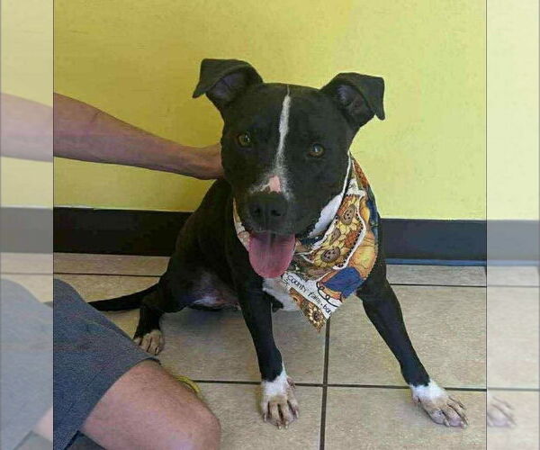 Medium Photo #1 American Staffordshire Terrier Puppy For Sale in Benton, PA, USA