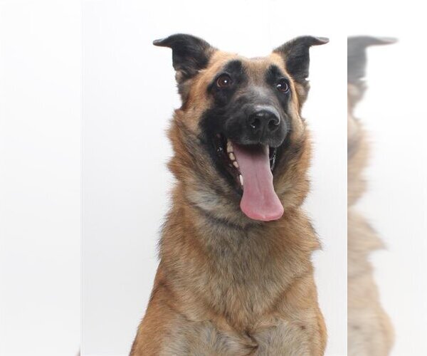 Medium Photo #1 German Shepherd Dog-Unknown Mix Puppy For Sale in Burbank, CA, USA