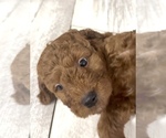 Puppy 3 Golden Retriever-Poodle (Toy) Mix