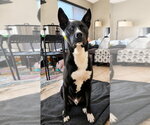 Small #1 Retriever  Mix