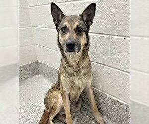German Shepherd Dog-Unknown Mix Dogs for adoption in Houston, TX, USA