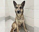 Small German Shepherd Dog Mix