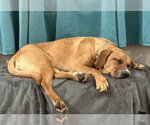 Small Photo #15 Black Mouth Cur-Labrador Retriever Mix Puppy For Sale in Brewster, NY, USA