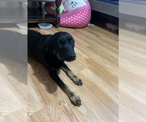 Labbe Dogs for adoption in Aurora, IN, USA