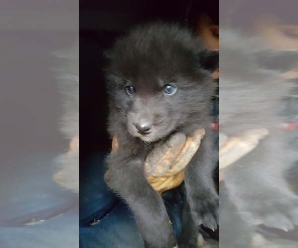 Medium Photo #10 Wolf Hybrid Puppy For Sale in DALTON, OH, USA