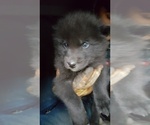 Small Photo #10 Wolf Hybrid Puppy For Sale in DALTON, OH, USA