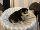 Small Photo #2 Siberian Husky Puppy For Sale in THORNTON, CO, USA