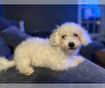 Small #3 Bichon Frise Mix