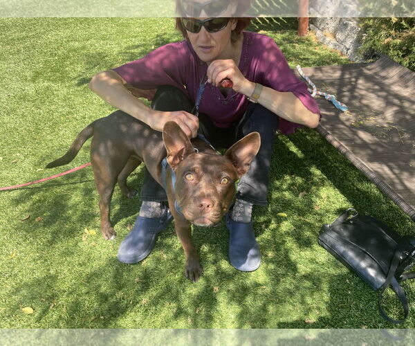 Medium Photo #6 American French Bull Terrier Puppy For Sale in Berkeley, CA, USA