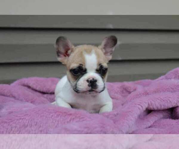 Medium Photo #2 French Bulldog Puppy For Sale in LIBERTY, KY, USA