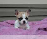 Small Photo #3 French Bulldog Puppy For Sale in LIBERTY, KY, USA