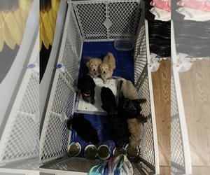 Goldendoodle-Siberian Husky Mix Puppy for sale in PALM BAY, FL, USA