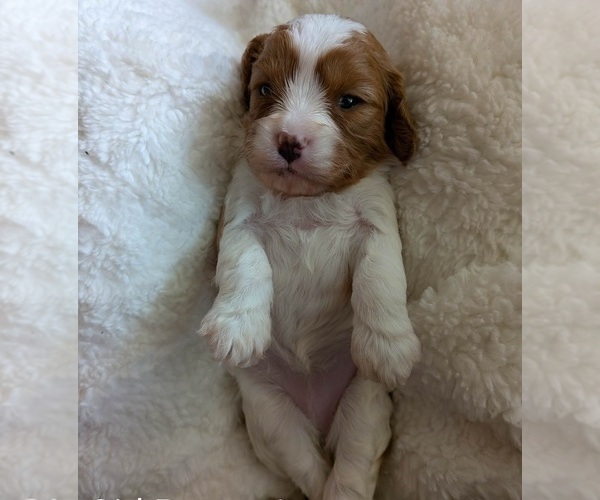 Medium Photo #1 Cavapoo (Miniature) Puppy For Sale in SAINT FRANCIS, MN, USA