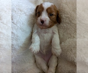 Medium Cavapoo (Miniature)