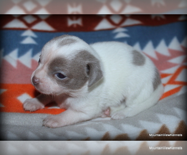Medium Photo #2 Chihuahua Puppy For Sale in WISTER, OK, USA