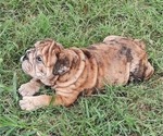 Small Photo #19 Bulldog Puppy For Sale in GREEN FOREST, AR, USA
