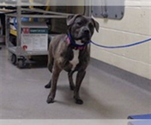 Mutt Dogs for adoption in Denver, CO, USA