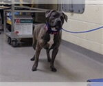 KUROMI - Female Mutt Dog for Adoption - Small photo