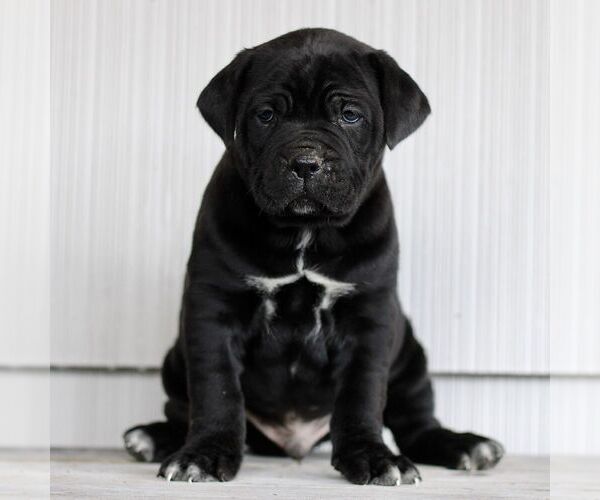 Medium Photo #3 Cane Corso Puppy For Sale in LANCASTER, PA, USA