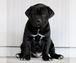 Small #2 Cane Corso