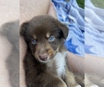 Small Photo #7 Australian Shepherd Puppy For Sale in MORROW, OH, USA