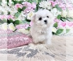 Small Photo #40 Maltese Puppy For Sale in HAYWARD, CA, USA