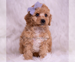 Small Photo #22 Poodle (Toy) Puppy For Sale in WARSAW, IN, USA
