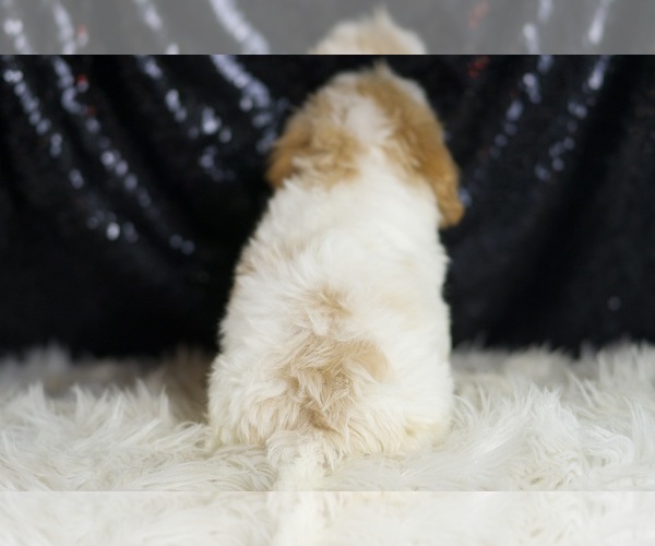 Medium Photo #6 YorkiePoo Puppy For Sale in WARSAW, IN, USA