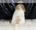 Small #5 YorkiePoo