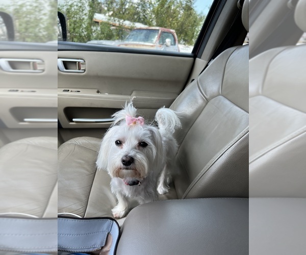 Medium Photo #1 Morkie Puppy For Sale in HOUSTON, TX, USA