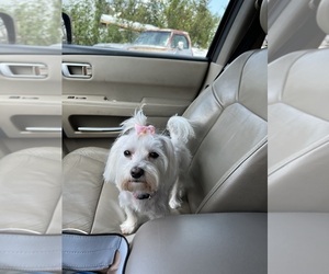 Mother of the Morkie puppies born on 09/18/2025