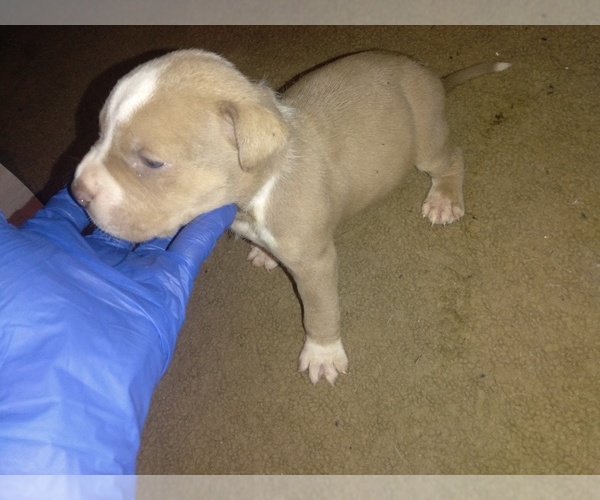 Medium Photo #7 American Bully Puppy For Sale in PENSACOLA, FL, USA