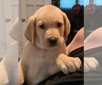 Small #4 Great Dane-Labrador Retriever Mix