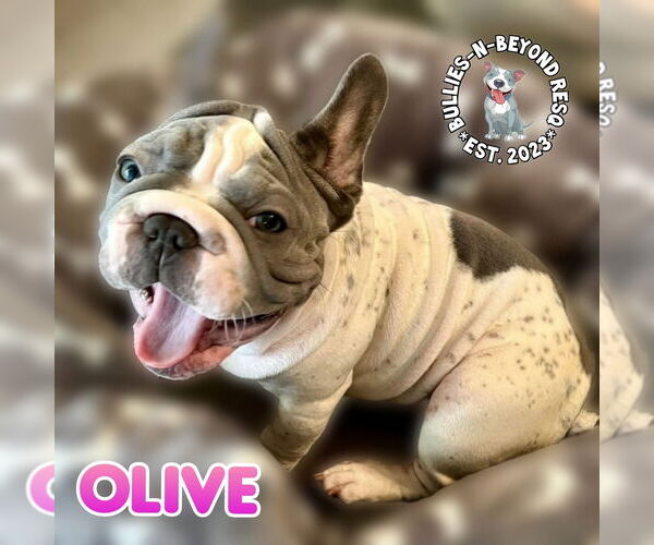 Medium Photo #1 French Bulldog Puppy For Sale in Omaha, NE, USA