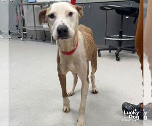 Labrador Retriever-Unknown Mix Dogs for adoption in Washington, DC, USA