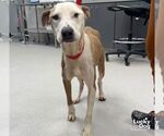 MJ - Female Labrador Retriever-Unknown Mix Dog for Adoption - Small photo