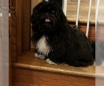 Image preview for Ad Listing. Nickname: AKC Tiny