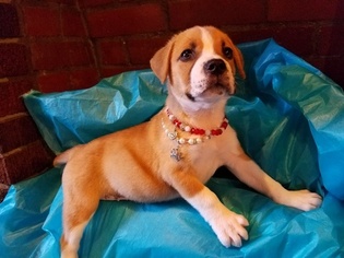 Boxador Puppy for sale in SPRING, TX, USA
