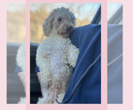 Small Photo #1 Goldendoodle (Miniature) Puppy For Sale in DUBUQUE, IA, USA