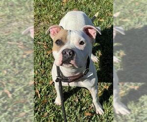 American Staffordshire Terrier Dogs for adoption in Fort Lauderdale, FL, USA